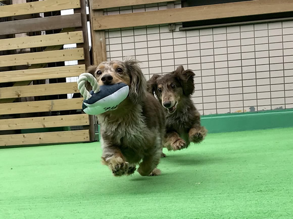 犬のホテル・猫のホテル