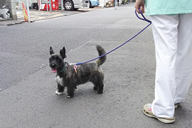 犬のお散歩